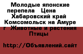 Молодые японские перепела › Цена ­ 400 - Хабаровский край, Комсомольск-на-Амуре г. Животные и растения » Птицы   